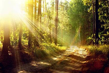 Una foto de un camino soleado en la selva