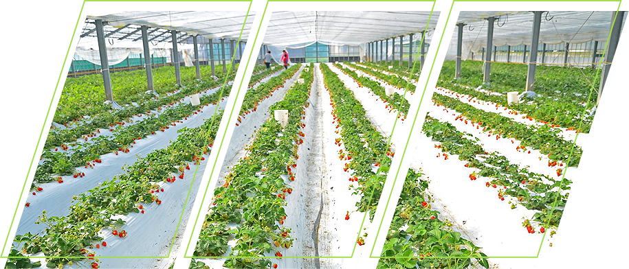Strawberry field using ecogardener clear poly film