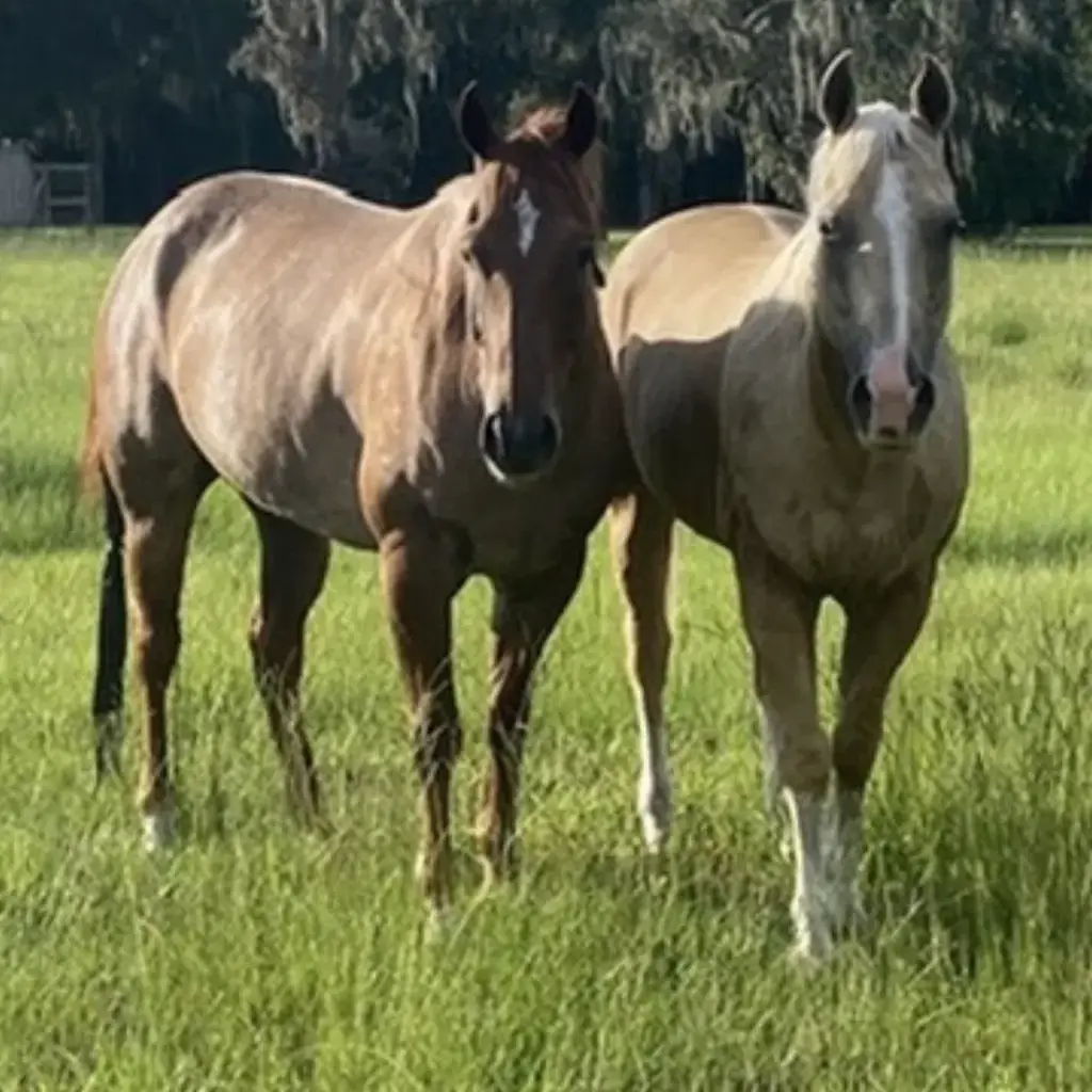 MANE & TAIL Results_Heather