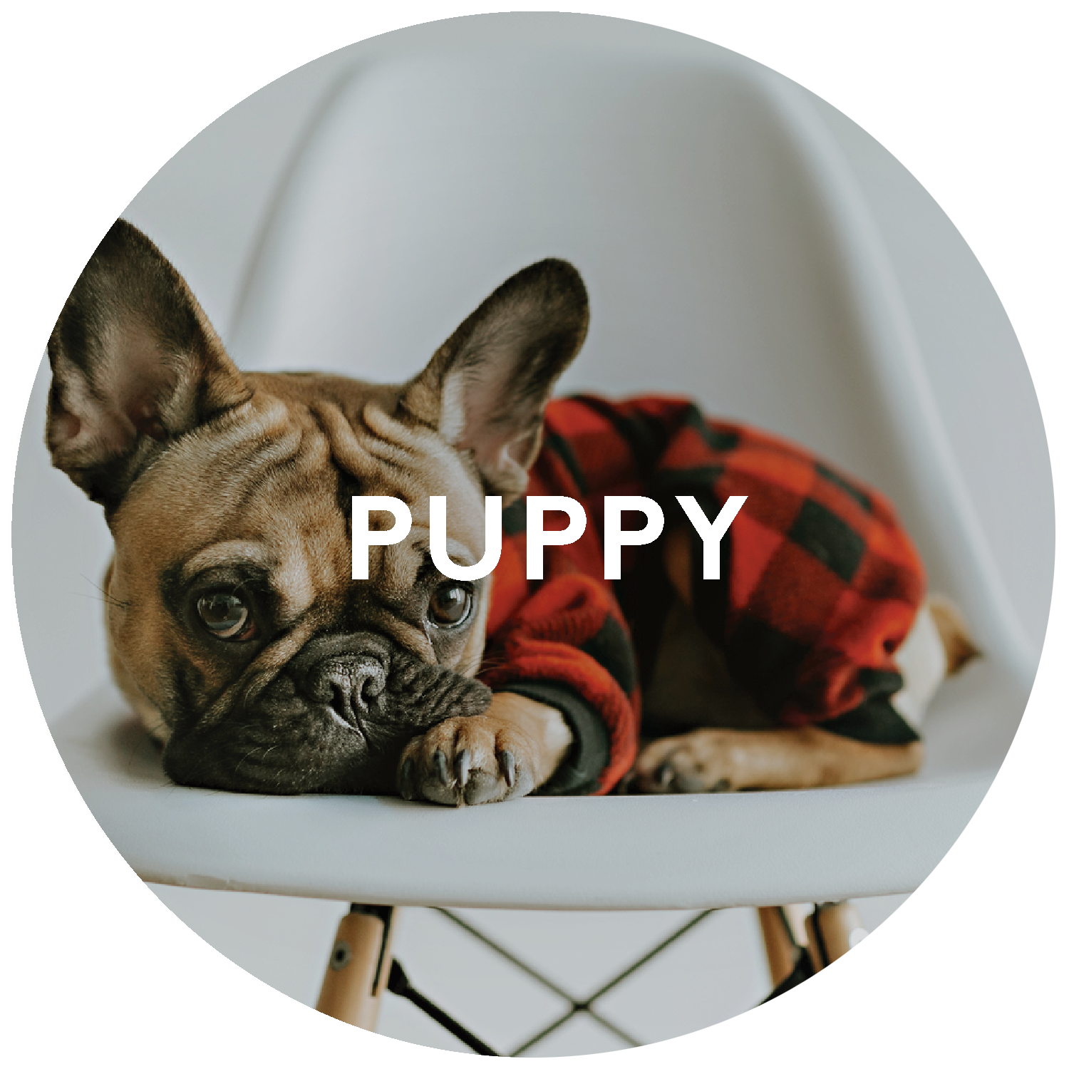 Guide: The Best Pet Gifts for the Holidays by Chuck & Don's