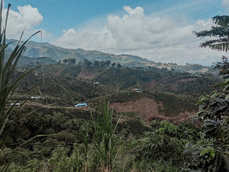 Kaffeelandschaft Huila in Kolumbien