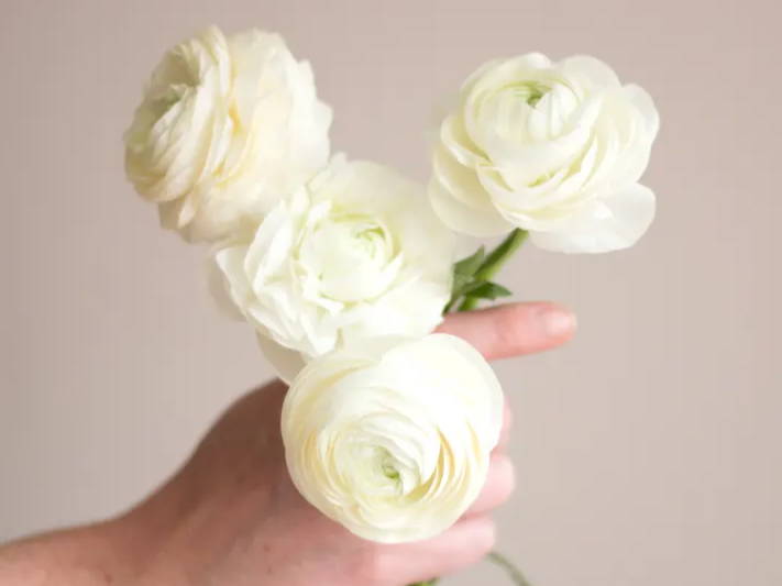 White Ranunculus
