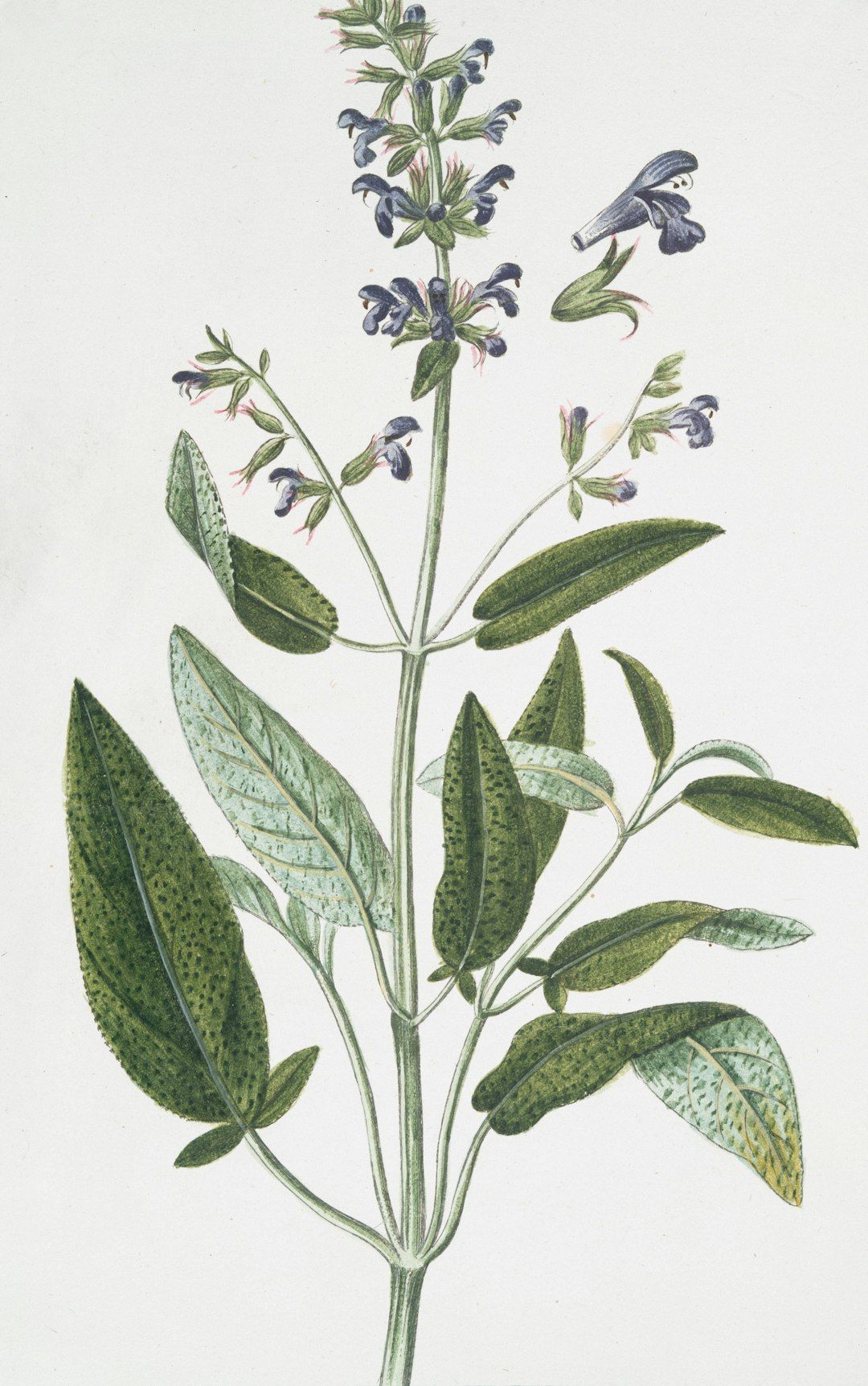 A sage plant with purple flowers