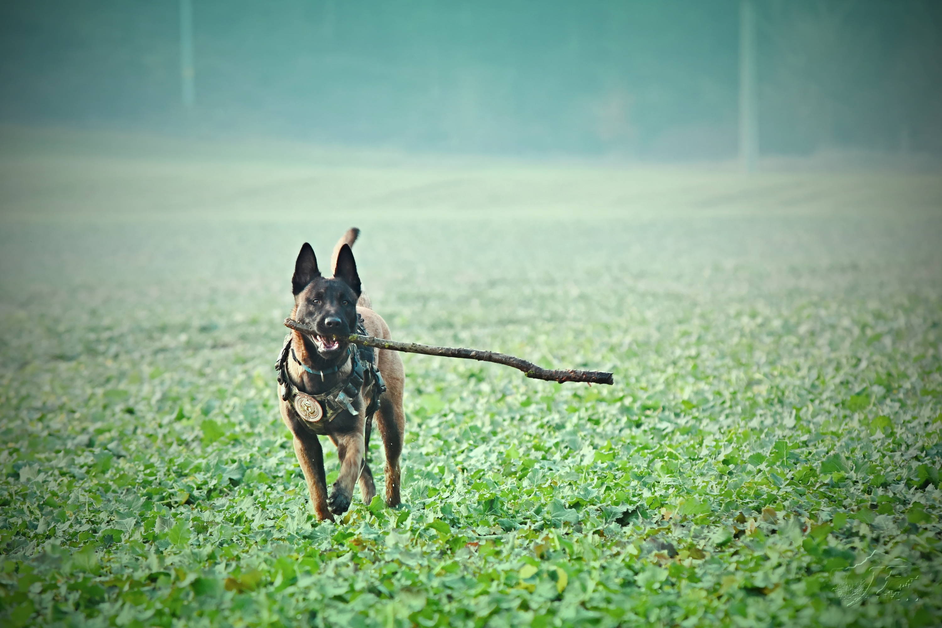 Belgian Malinois