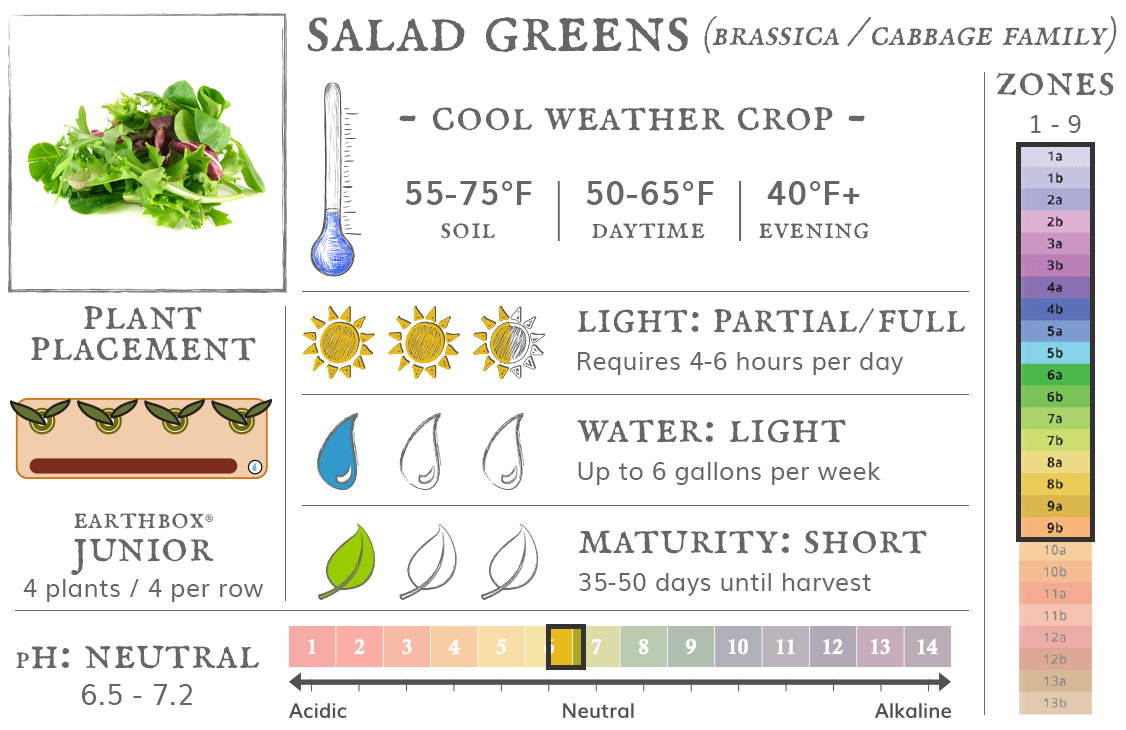 Salad greens are a cool weather crop best grown in zones 1 to 9. They require 4-6 hours sun per day, up to 6 gallons of water per week, and take 35-50 days until harvest. Place 4 plants, 4 per row, in an EarthBox Junior