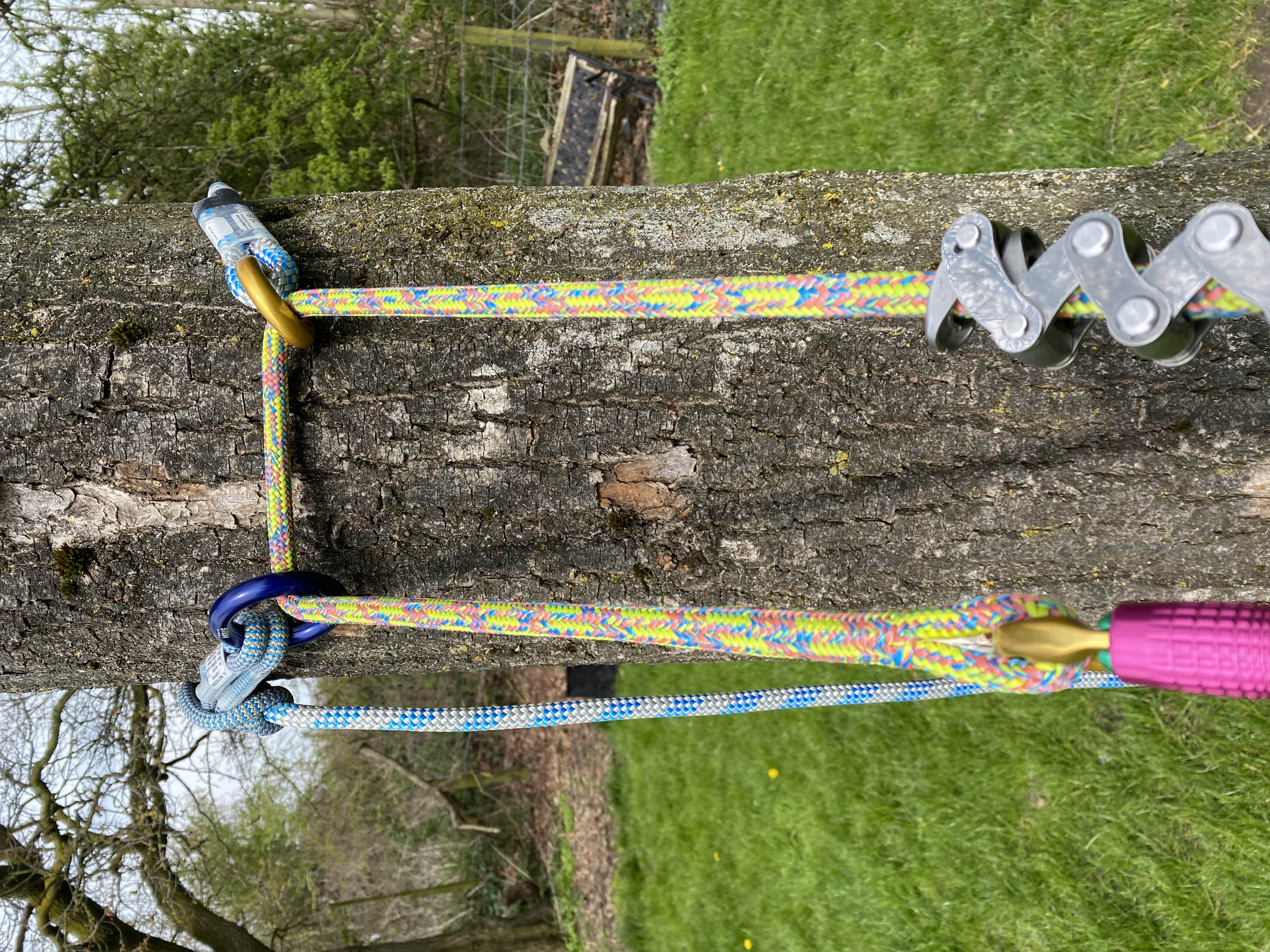 Climbing gear attached to a tree trunk with colorful ropes and hardware.