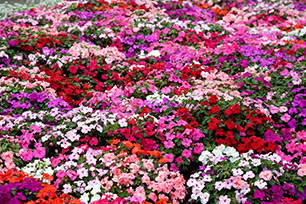 Rows of Annuals of assorted colors