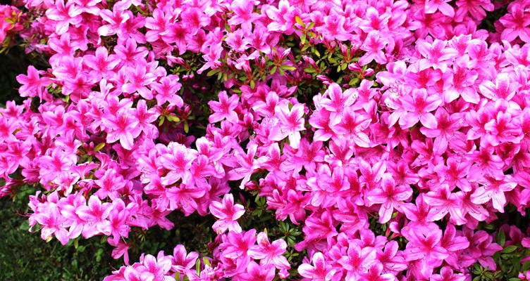 Azalea: kleurrijke voorjaarsbloeier