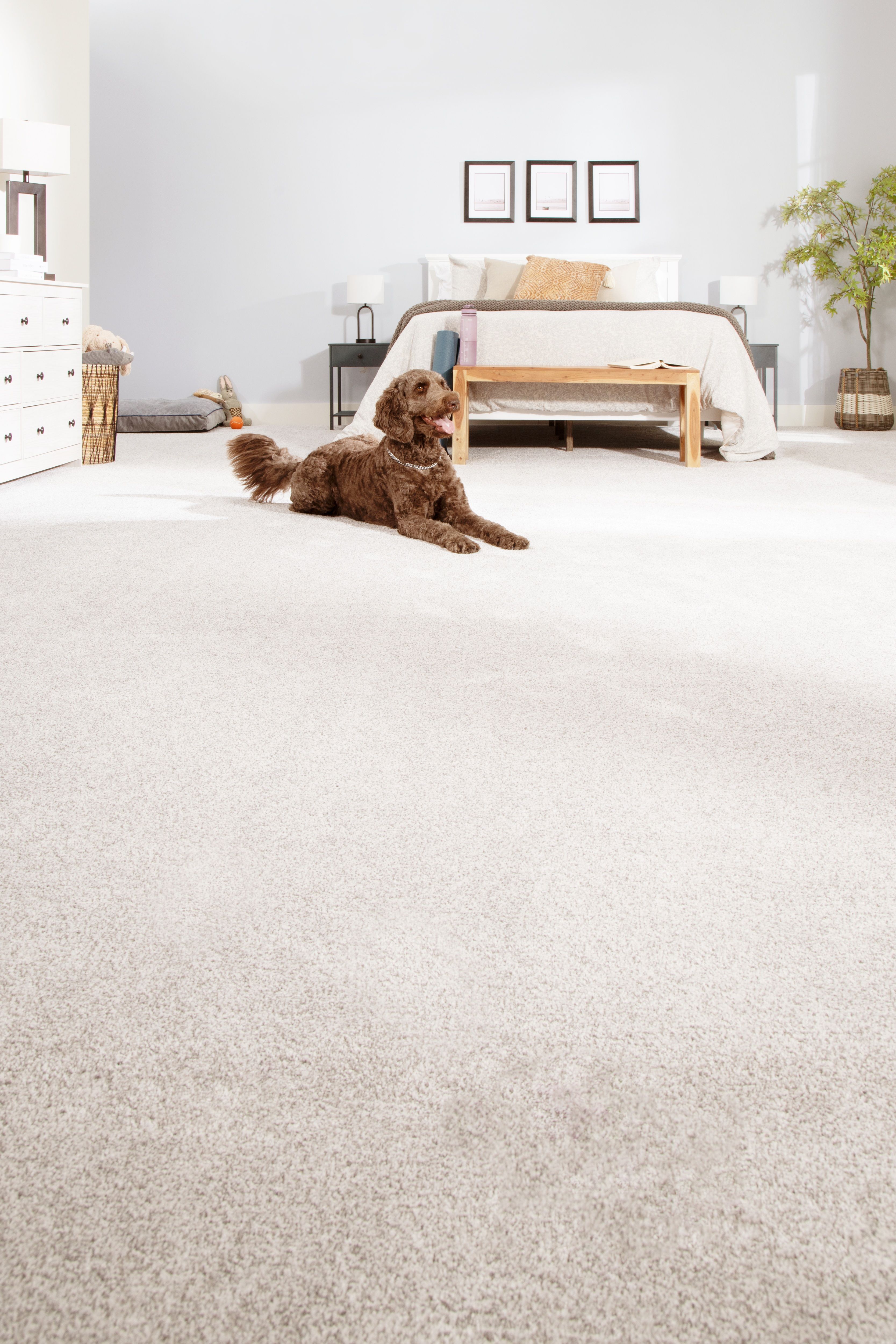 dog laying on SmartStrand carpet