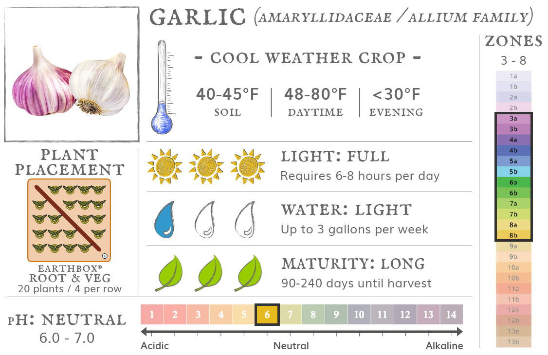 Garlic is a cool weather crop best grown in zones 3 to 8. They require 6-8 hours sun per day, up to 3 gallons of water per week, and take 90-240 days until harvest. Place 20 plants, 4 per row, in an EarthBox Root & Veg