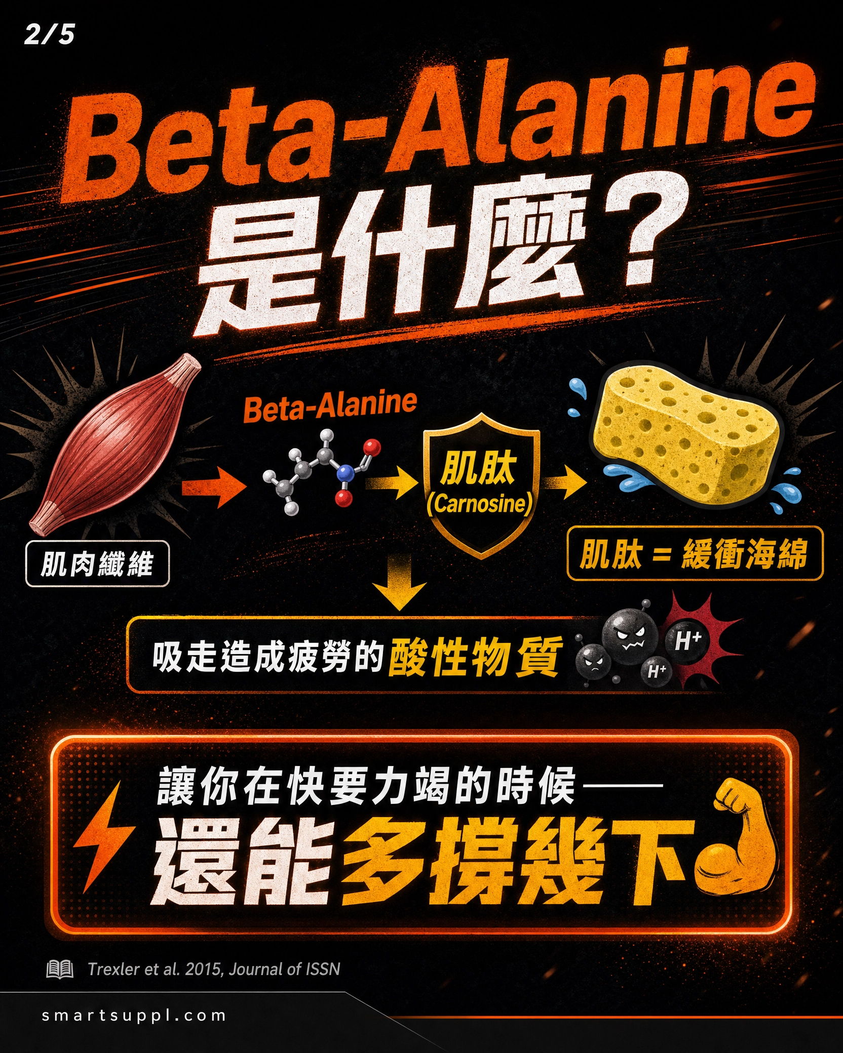 Beta-Alanine information graphic with muscle, chemical structure, and benefits highlighted.