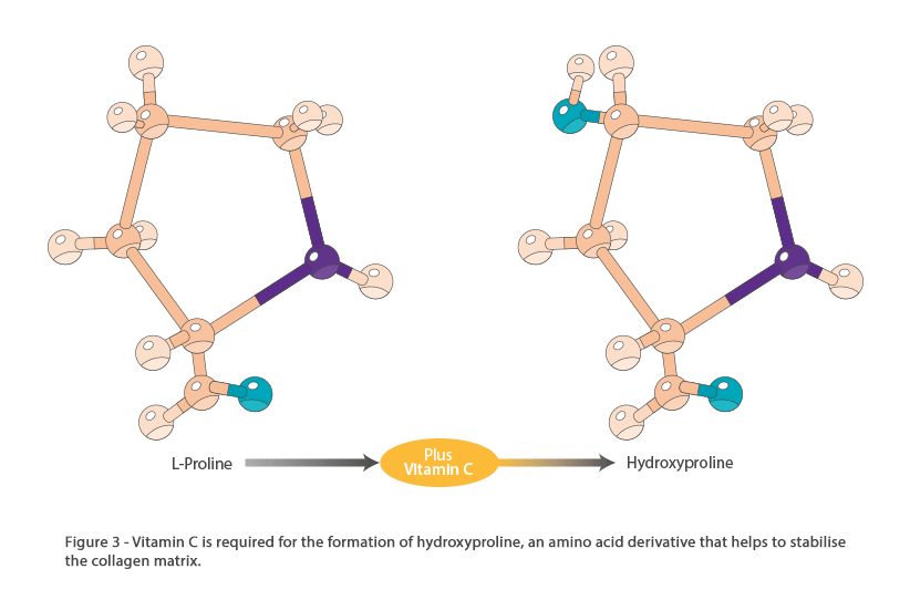 Figure 3 - Vitamin C Is Required For The Formation Of Hydroxyprline, An Amino Acid Derivative That Helps To Stabilise The Collagen Matrix