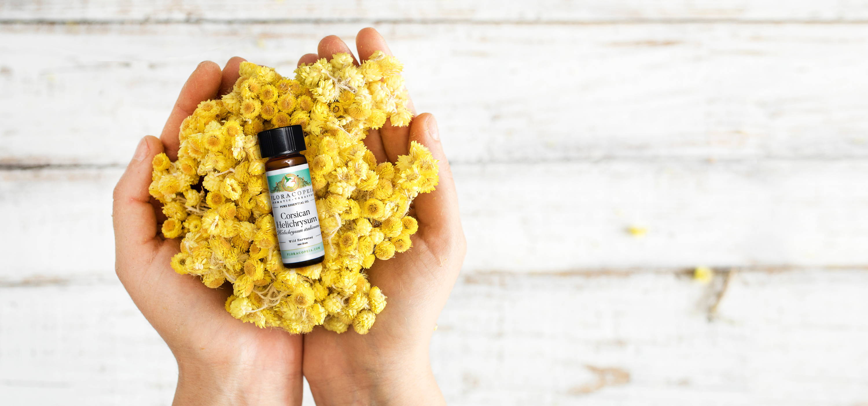 helichrysum essential oil and flowers in hands