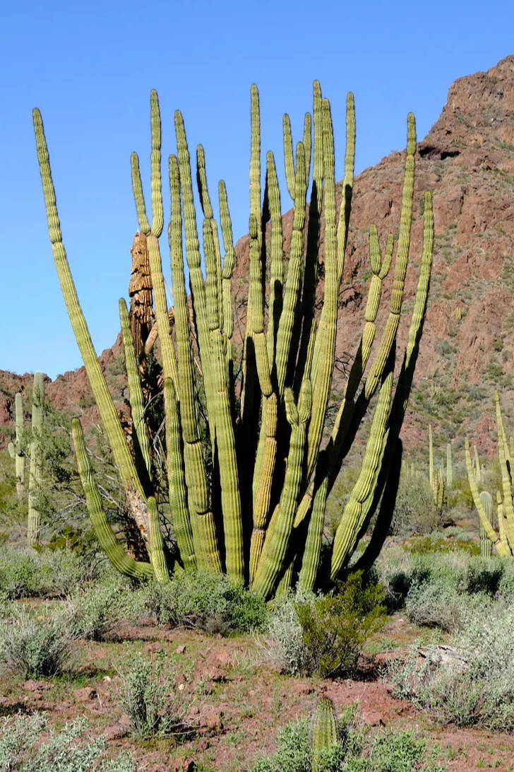 organ pipe cactus national monument is a must see national park