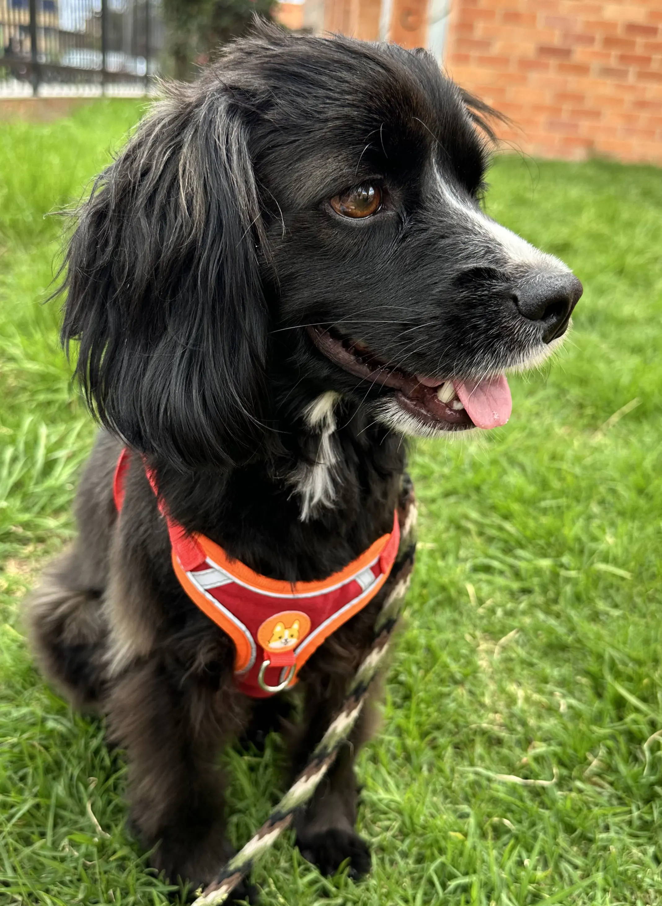 rocket dog