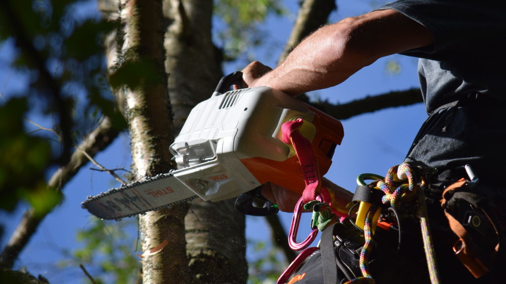 Person using a chainsaw to cut a tree branch.