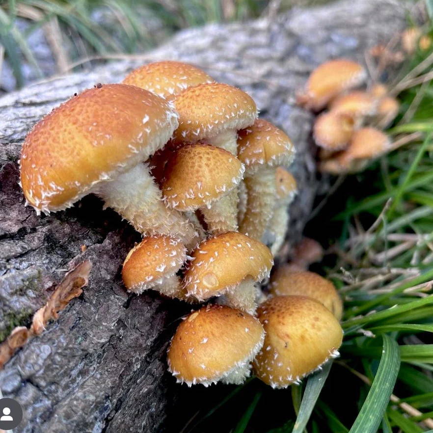 chestnut mushrooms growing on a log