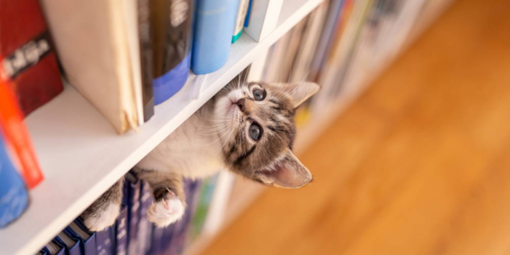 A kitten lying on top of the books in a bookshelf