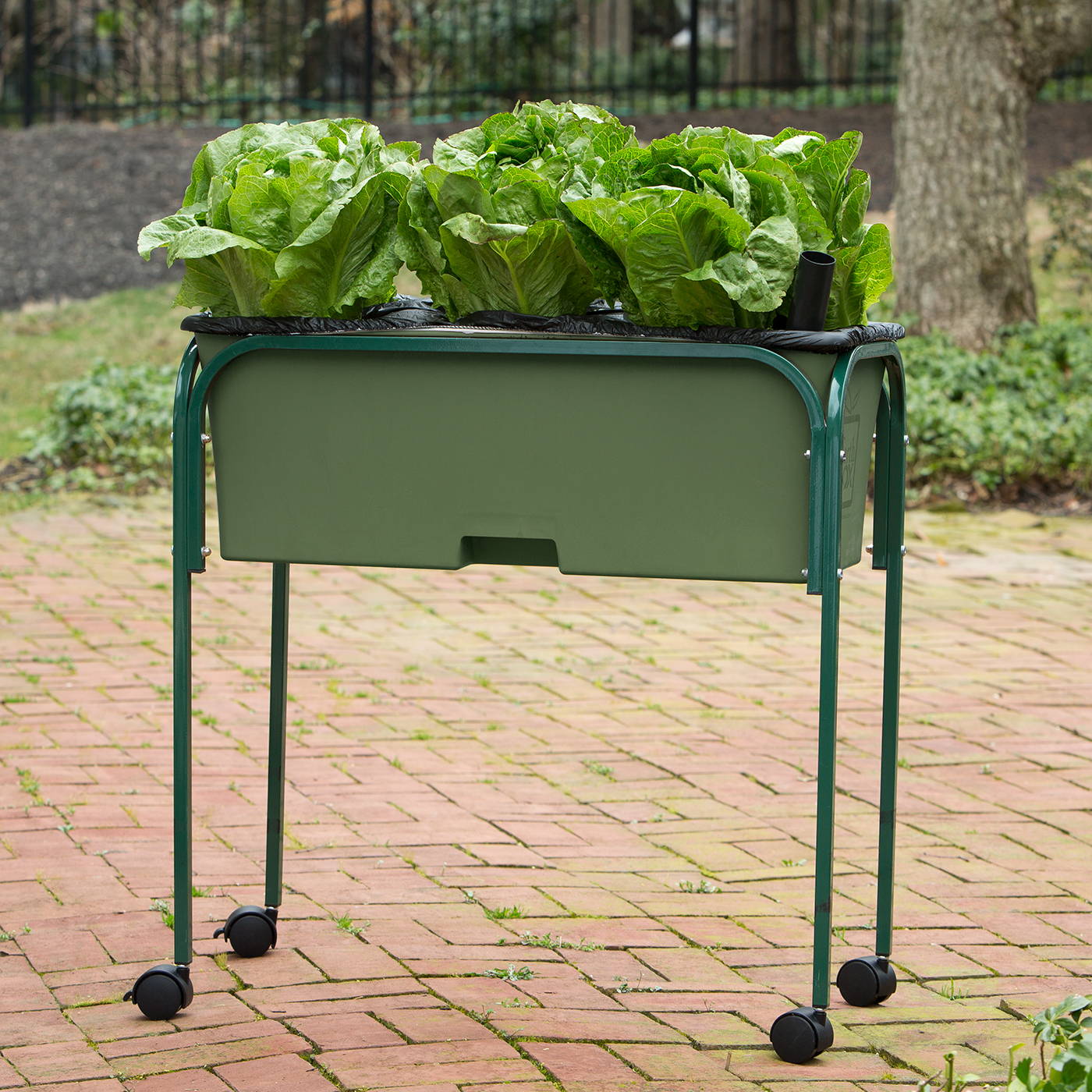 Lettuce growing in a sage green raised bed EarthBox gardening system