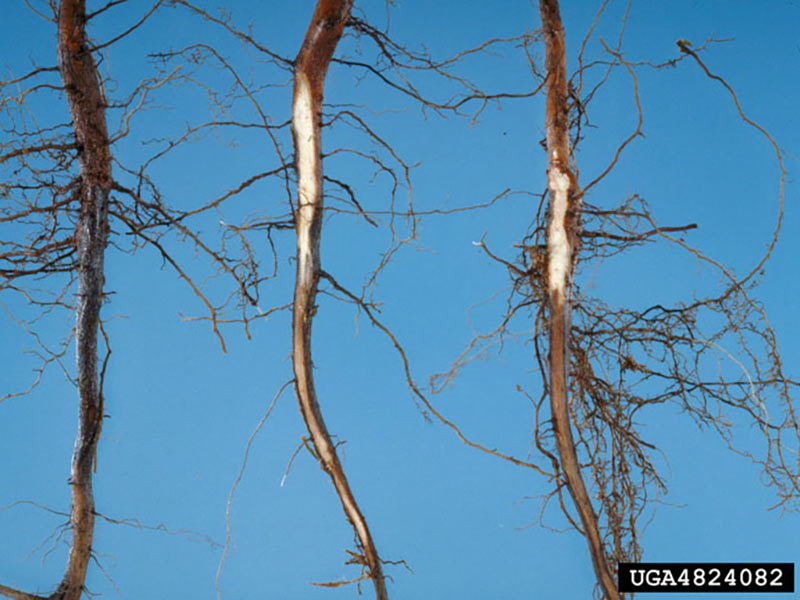 Symptoms of phytophthora root rot