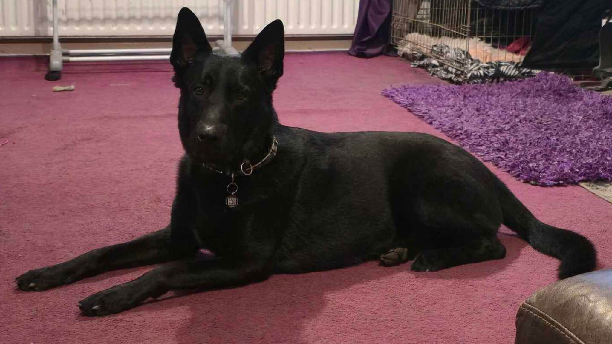 A black dog lying on a purple carpet indoors.