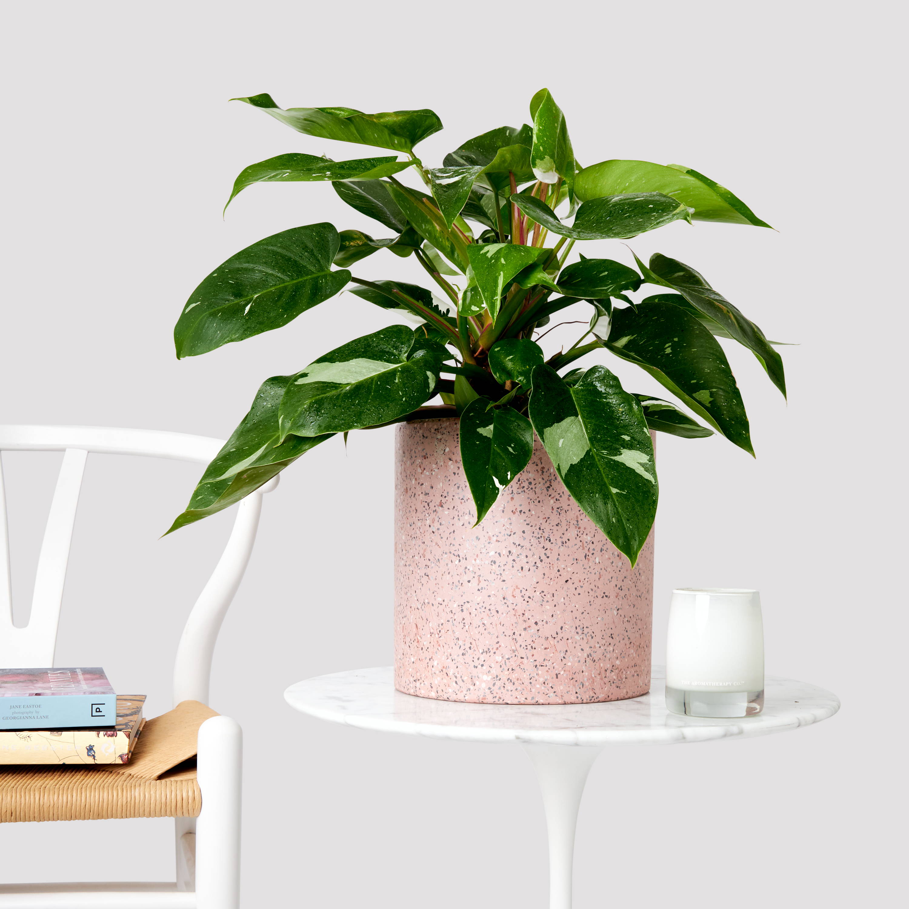 Philodendron White Princess in Jardin Pink Terrazzo Pot on White Marble table from The Good Plant Co