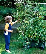 Kid picking tomatoes growing in EarthBox gardening system