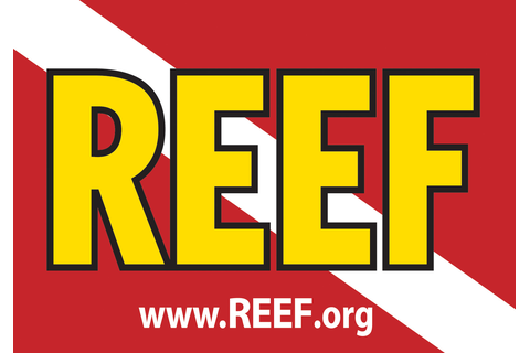 Reef Environmental Education Foundation REEF Logo
