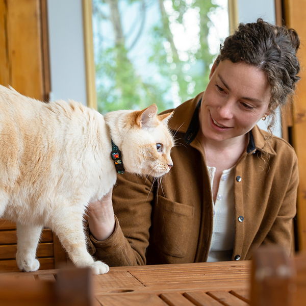 Person interacting with a friendly cat indoors, surrounded by wooden furniture.
