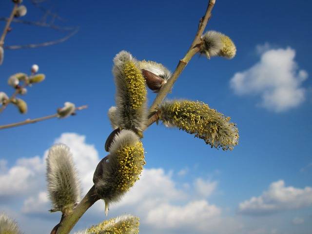 Goat willow catkins