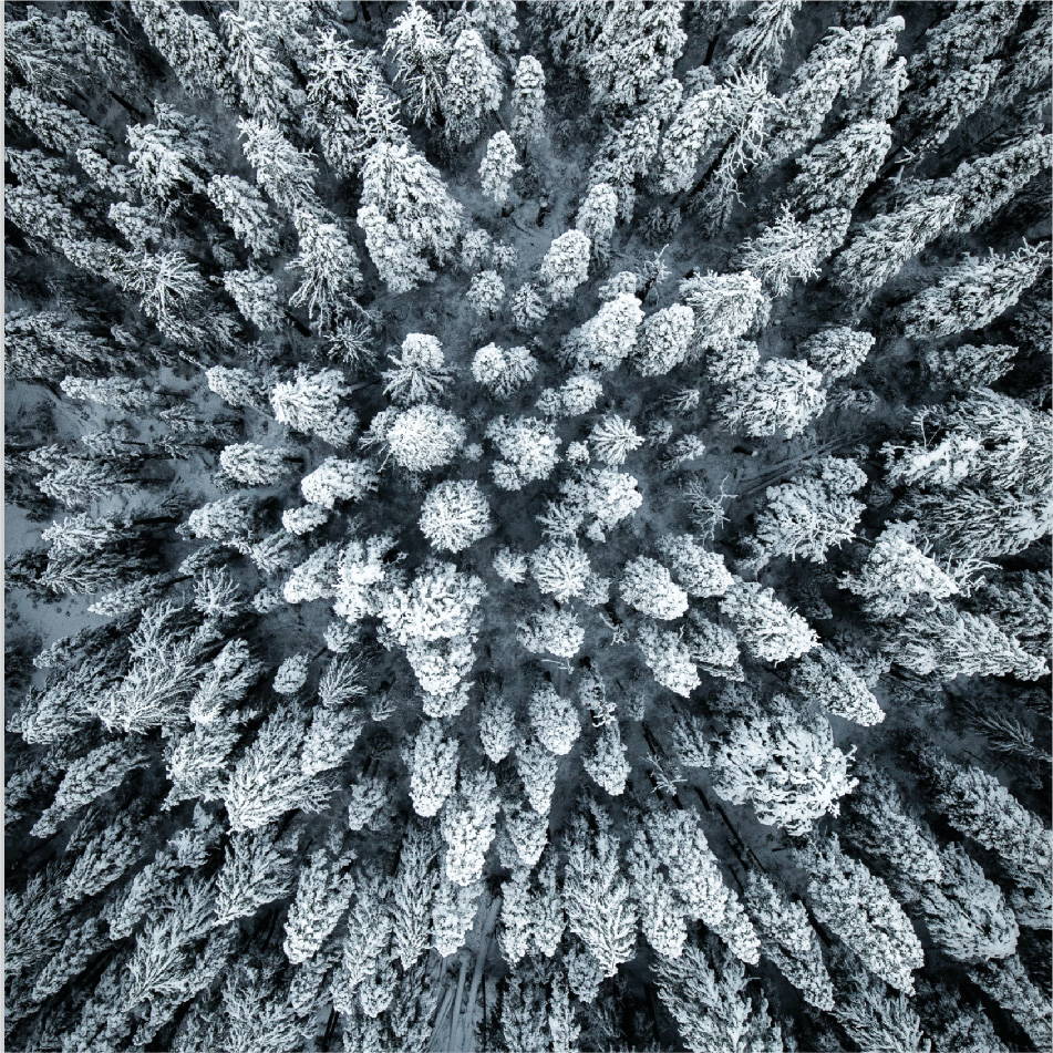 Snowy Forest Aerial Photo | Cold Growth | Rumpl