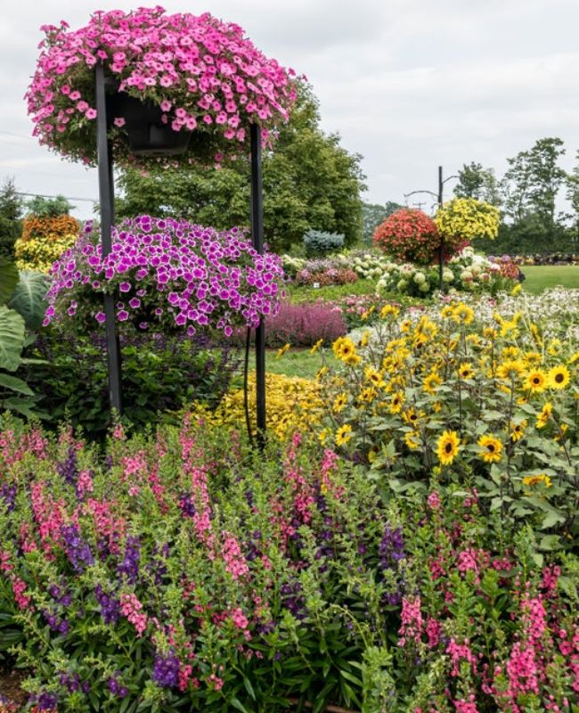 Angelface® Perfectly Pink, Angelface® Blue, Suncredible® Saturn™, Supertunia® Hoopla® Vivid Orchid™, Supertunia Vista® Bubblegum® II