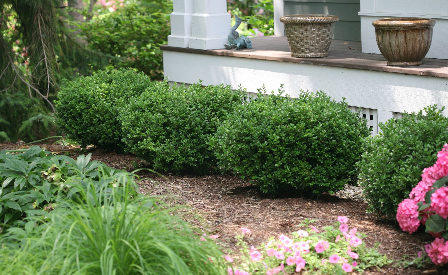 Photo scene of 4 Buxus Sprinter planted in a row in front of a house