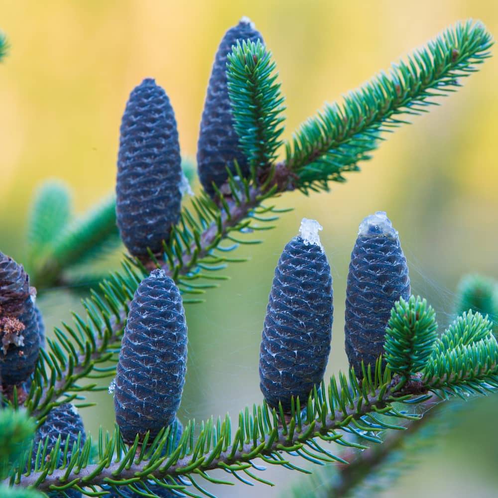 Balsam Fir tree with blue cones