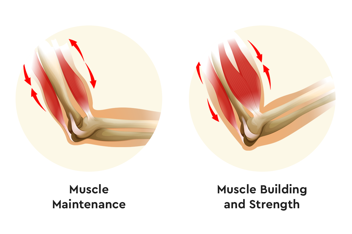 Omega-3 for Muscle Preservation and Strength