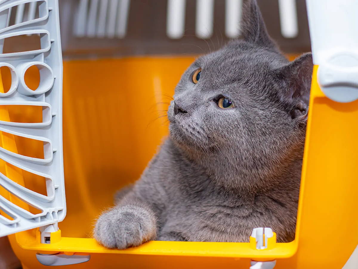 Katzen erziehen - an die Transportbox gewöhnen