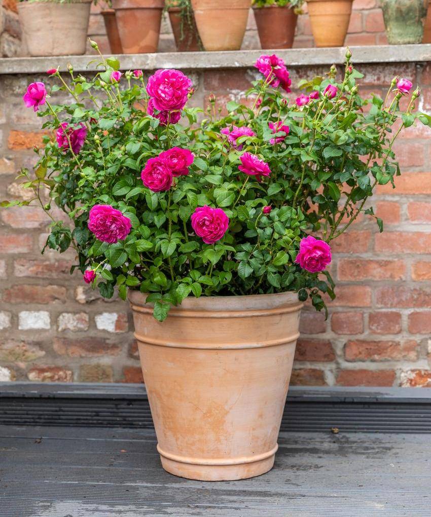 A Look at Our Favorite Roses for Containers