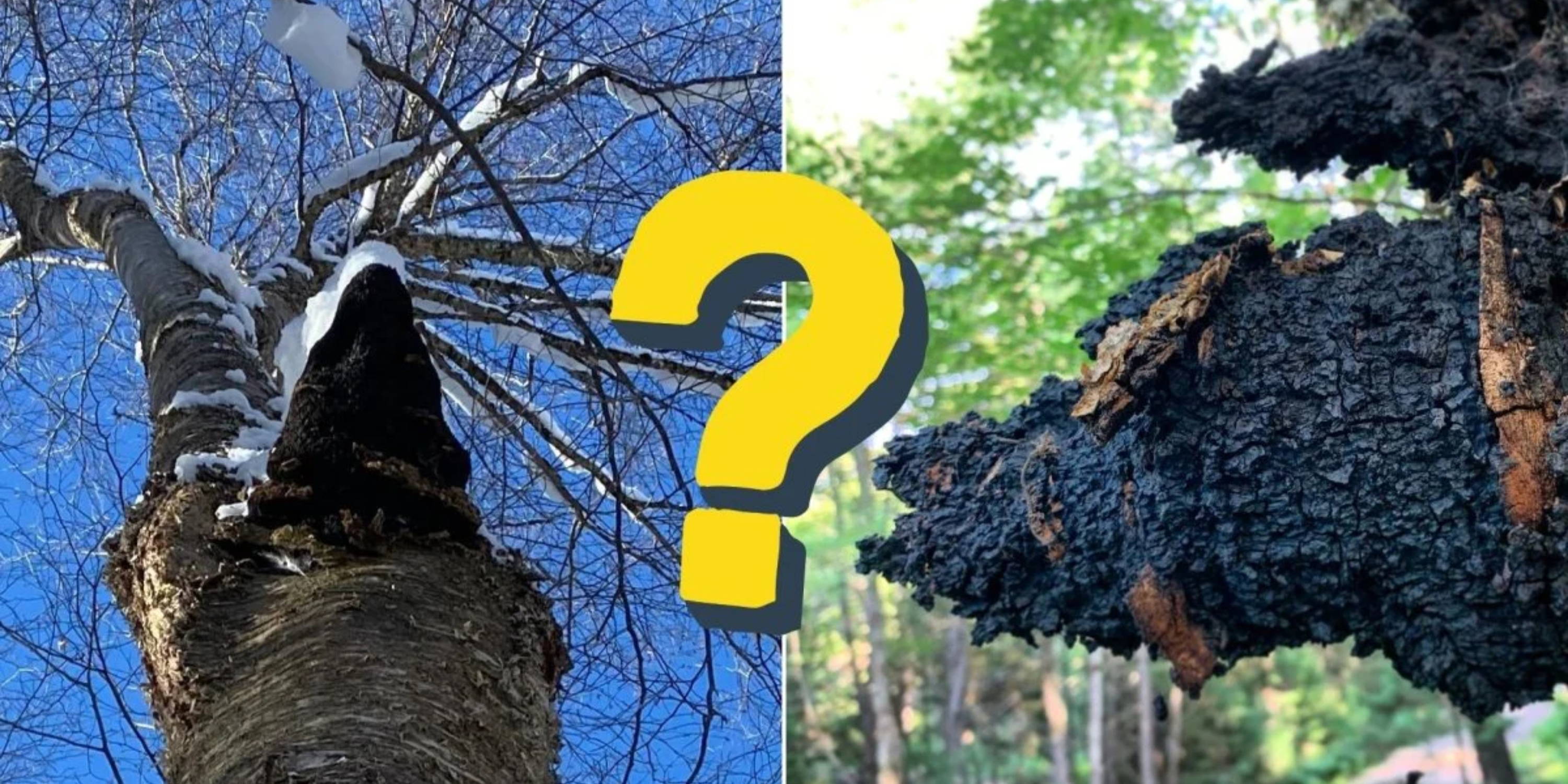 A live chaga conk on a birch tree in the winter on the left, on the right a summer Chaga conk . In between the two images is a question mark.