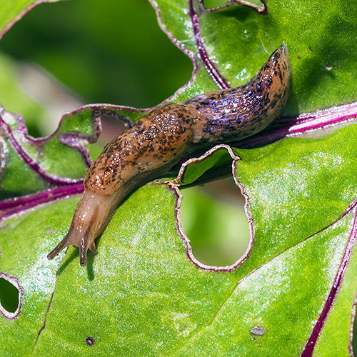 Slug chewing hole in leaf