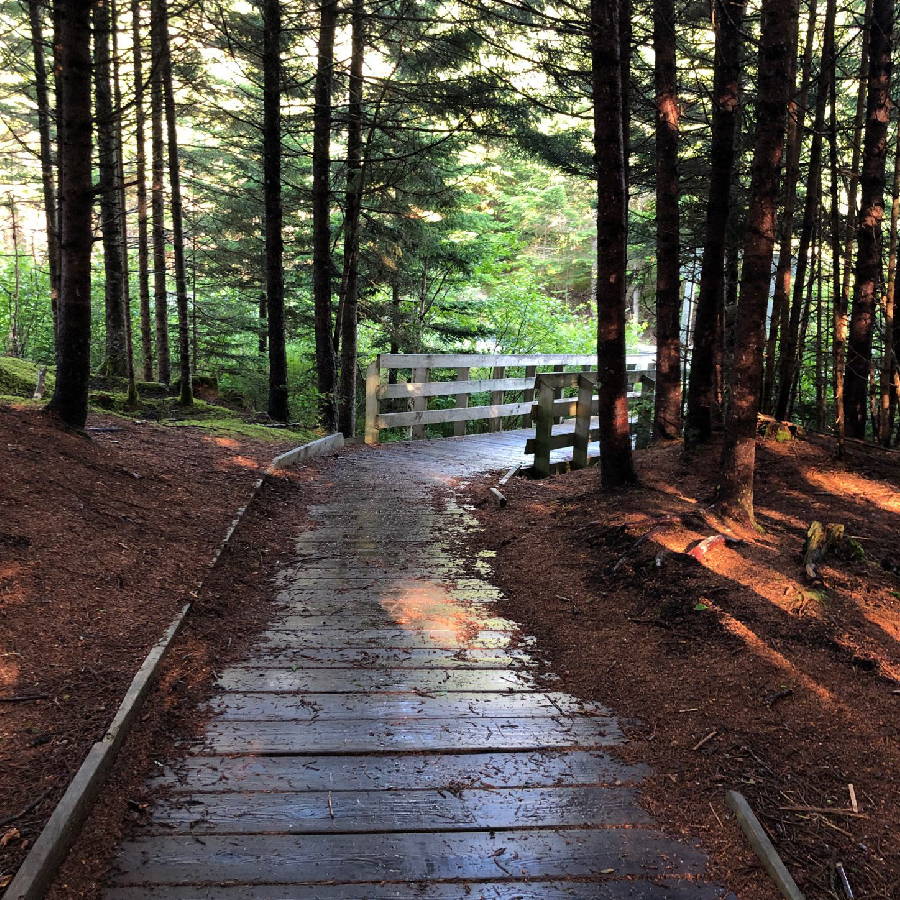 a wooden path through a forest