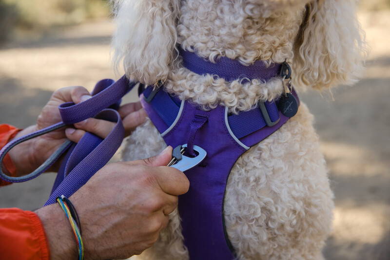 Purple harness on a white curly haired dog