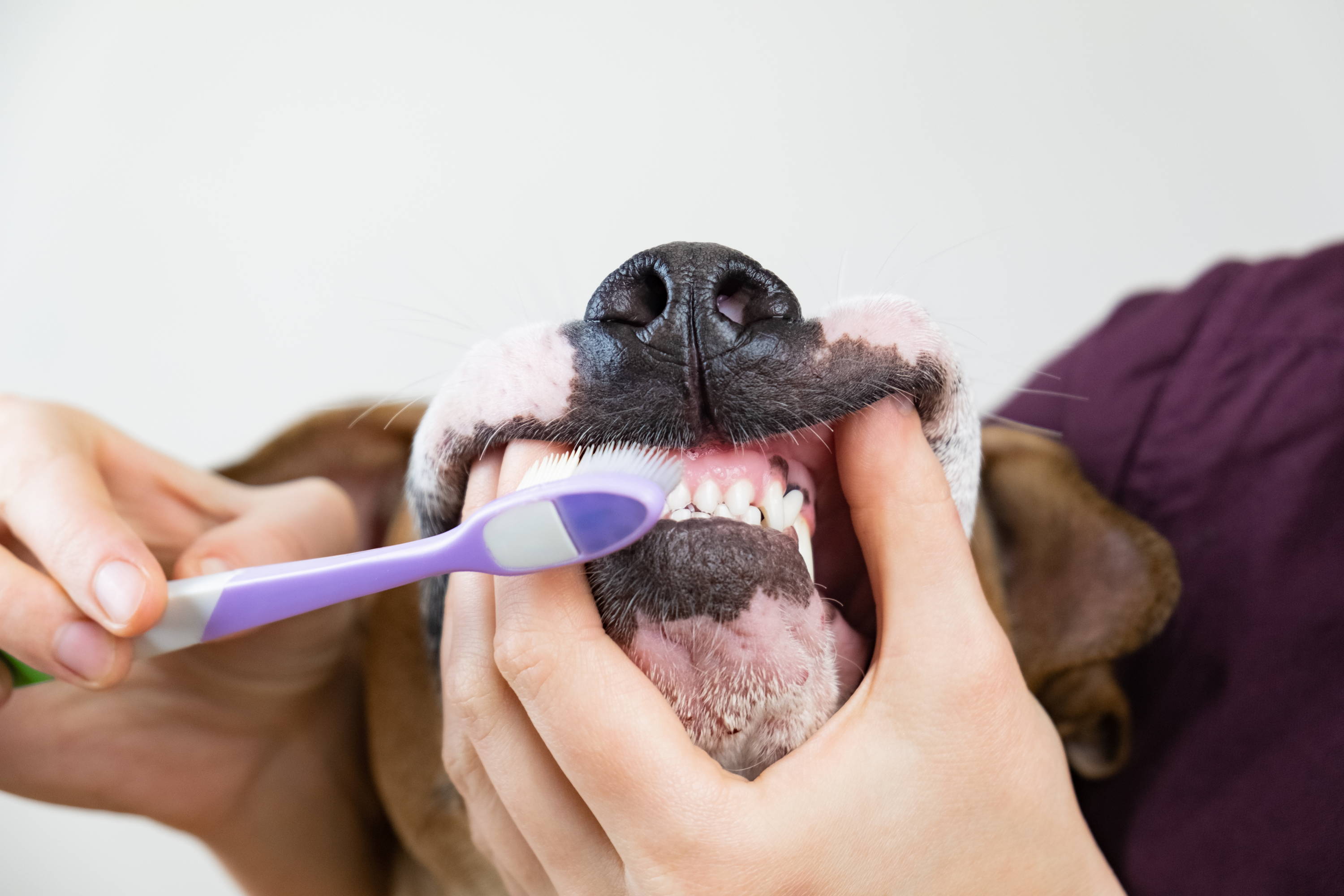 Wet Shows hsh dog's teeth.