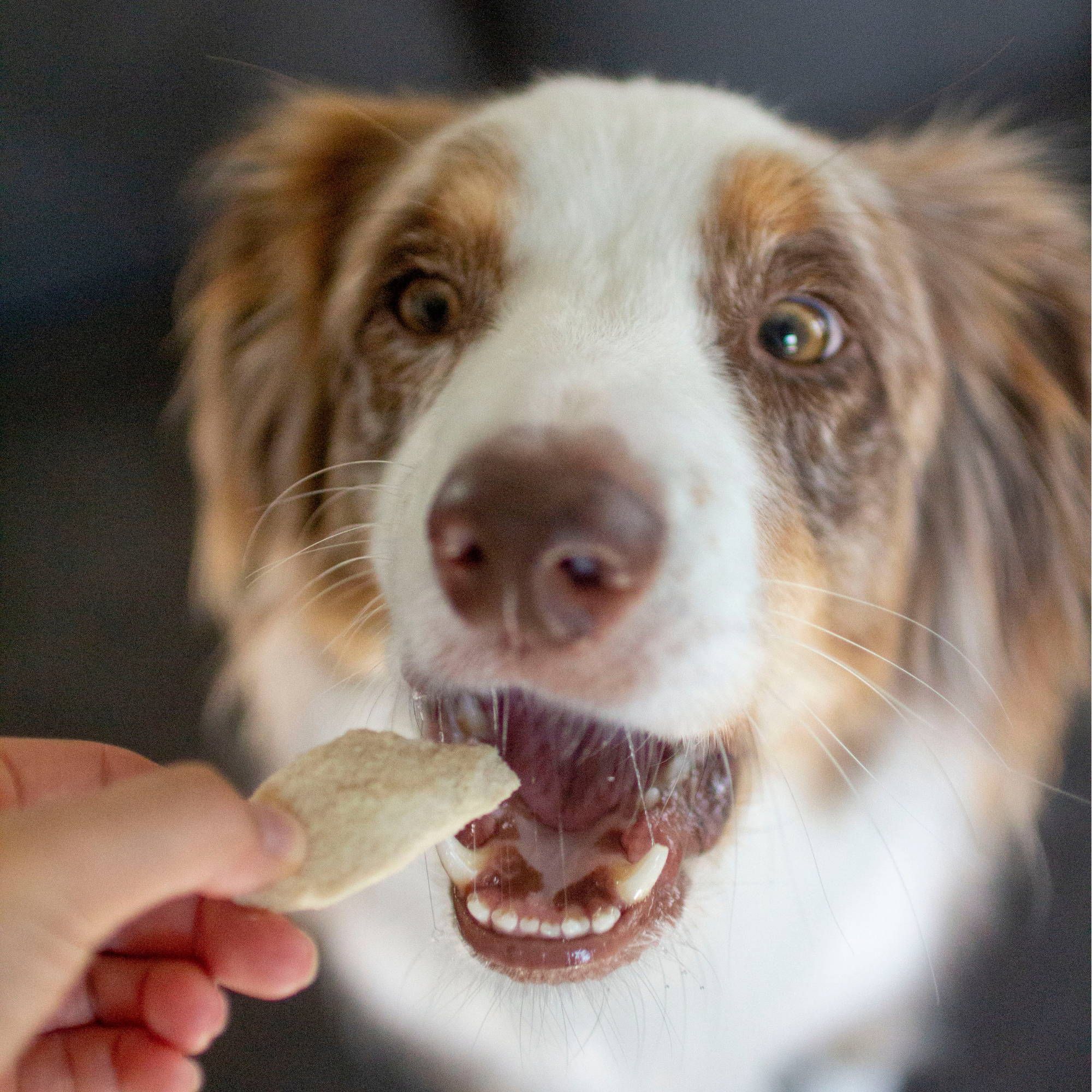 Brown and white dog opens mouth to bite chicken chunk treat fed by human hand.