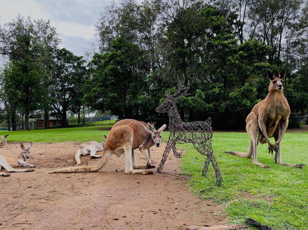 Stag reindeer with a family of kangaroos in Australia.
