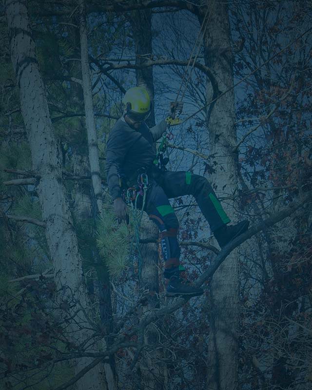 arborist climbing