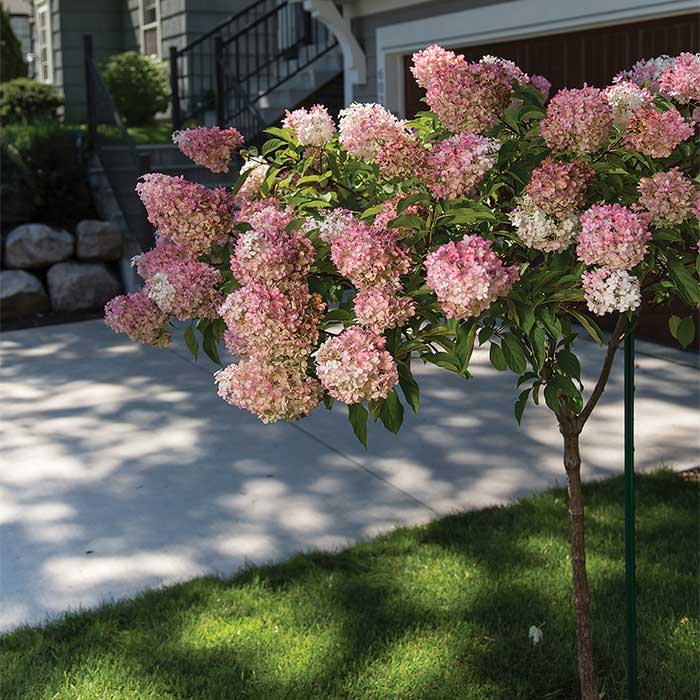 Hydrangea Trees Hydrangea Trees For Sale Plantingtree