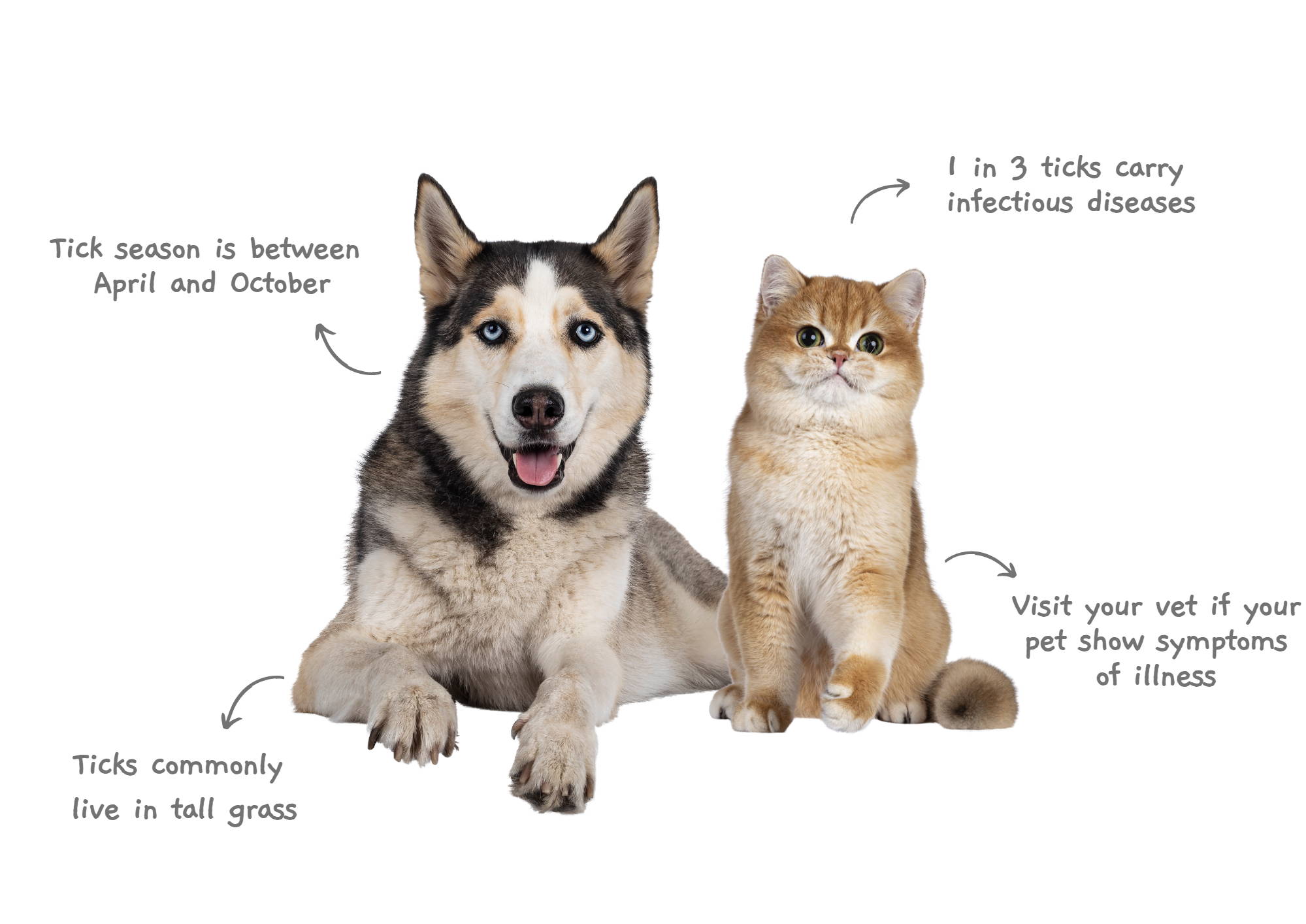 What you Need to Know About Ticks - Petstop