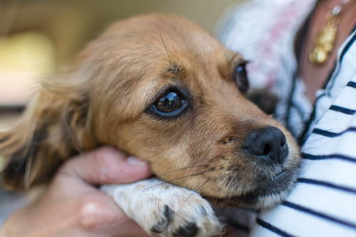 A young puppy being held