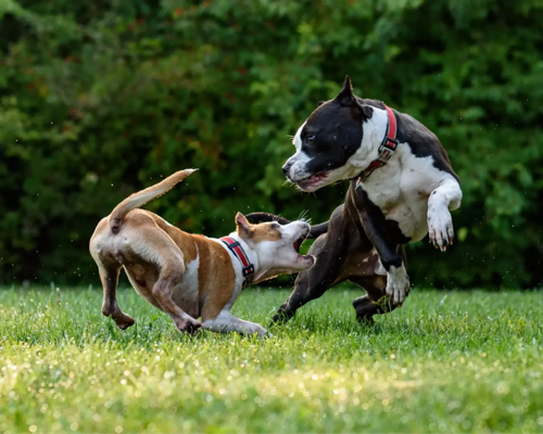Two dogs playing roughly with each other