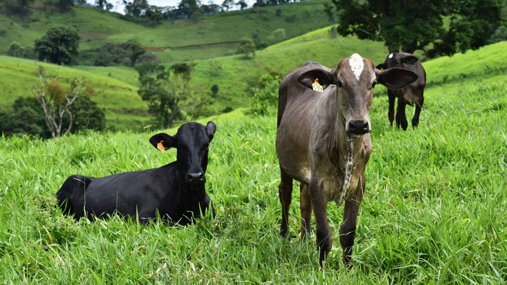 Cows in a rolling field